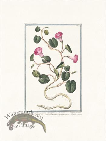 Bonelli 020 Brassica marina